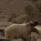 فحل نعيمي شرط
