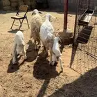 للبيع شياه ولد