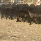 غنم عرب العدد 52 بالفحل اشباب وطيبه امراح واحد
