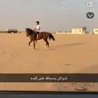 حصان شعبي للبيع