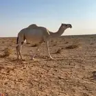 ضروبه وضحى للبيع