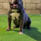 كلب بولي XL