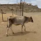 4 من البقر لقاح