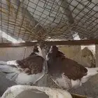 جوز فرش