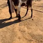 تيس حجازي نادر ومنتج انتاج ذهب