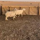 حريات