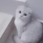 قطه مفقودة