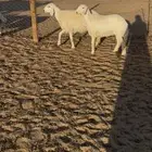 رخال 10 جذعات