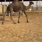 مجهم ضروبه للبيع او البدل بصفرا