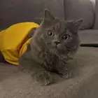 قط بلو للبيع نوع فارسي