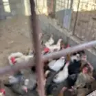 دجاج