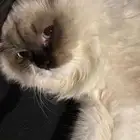 قط لتبني بيشة