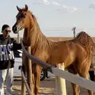 فرس واهو لقاح ثقيل