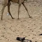 قعود فطيم هجن
