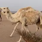 بكرتين للبيع