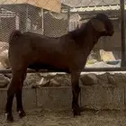 تيس ادهم مطور