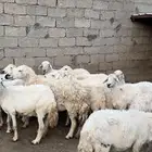 ضان مقاني( تم البيع)