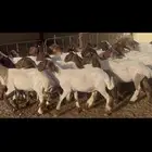 جذعات نعيم طيبه
