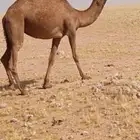 عبدانيه لقيه