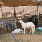 خرفان ( حري )