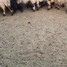 بهم نعيم طيب