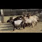 جذعات نعيم صنف
