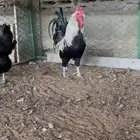 للبيع ديك بلدي