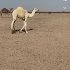 الحاشي البيه هذ رقم رعيه