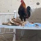 اللبيع ديك عربي اصيل