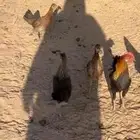 دجاج بر عربي