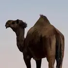 قعود
