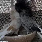 جوز جاكوبين