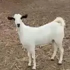 جده الغولاء