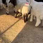 خرفان هرافا نعيم حري