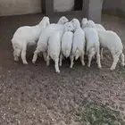 خرفان العدد 10