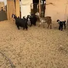 للبيع معزا متاويم