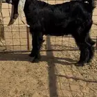 مشروع فحل عارضي تم البيع