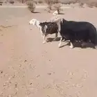 خروف فحل