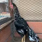 ديك سندي بيور