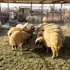 موشي