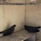 حمام صنعاني مستويات وألوان وأصوات