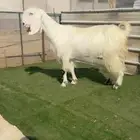 عنز مصري ع شامي جما خصممم
