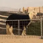 فحل نجدي ثني
