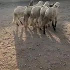 البيع سوكلي العدد 5 جذعان ظهوره حد الغلاق وطعام شعير وبرسيم