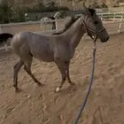 مهرة شعبية