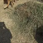 سواكن طيبه صحه شرط