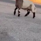 جدع طيب سناد طرف جبار سليم من كل عدروب