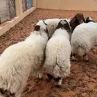 خرفان نعيم ورخال