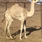 بكره للبيع