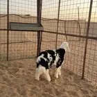 خروف لباني تم البيع